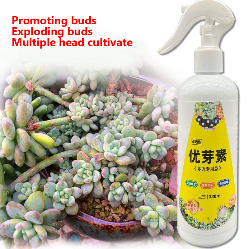 NEW Succulent Plant Eugenin Pr - Bonsai Soil Akadama บทวิจารณ์และราคา