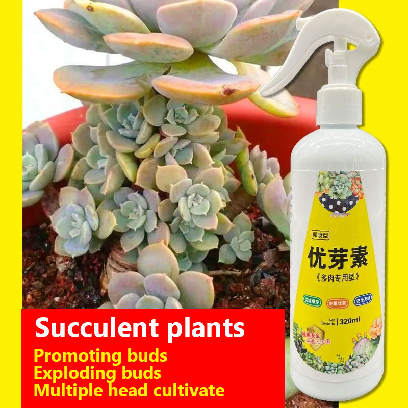 NEW Succulent Plant Eugenin Pr - Bonsai Soil Akadama บทวิจารณ์และราคา