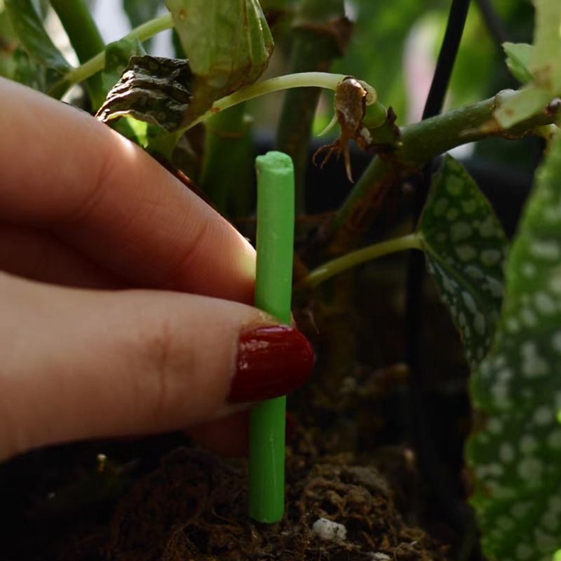 Plant Slow-release Sticks Nutr - Bonsai Soil Akadama บทวิจารณ์และราคา